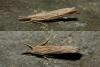 Pediasia contaminella
